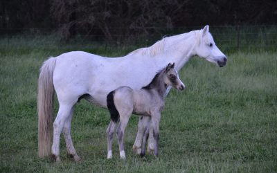 Preparing for foaling: Important aspects